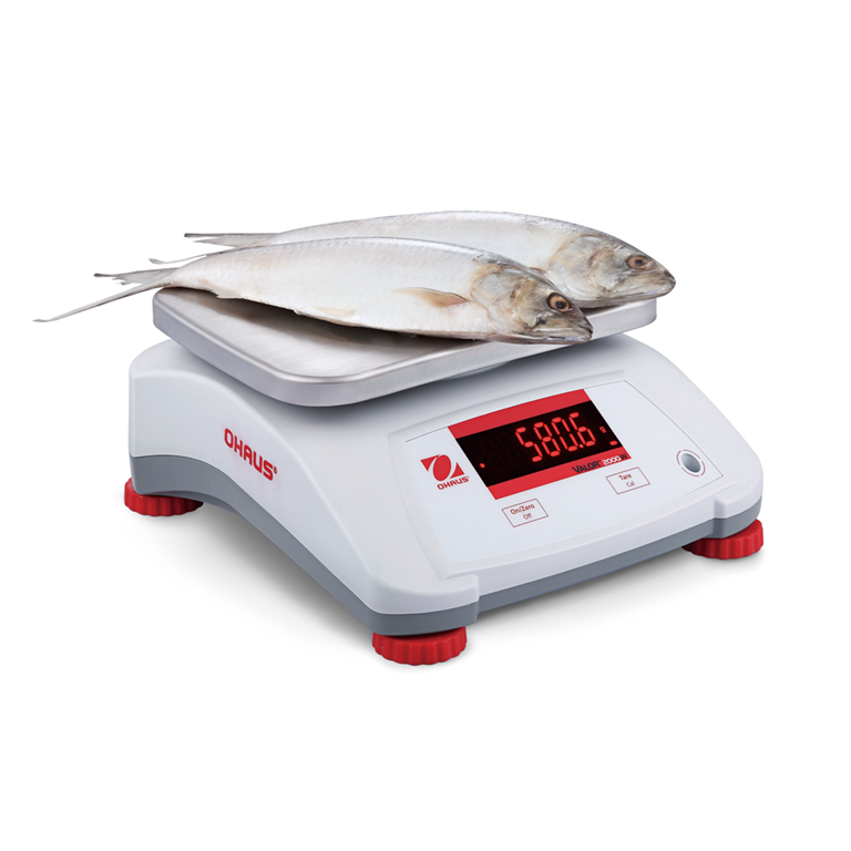 Ohaus Valor 2000PW Food Scale weighing fish