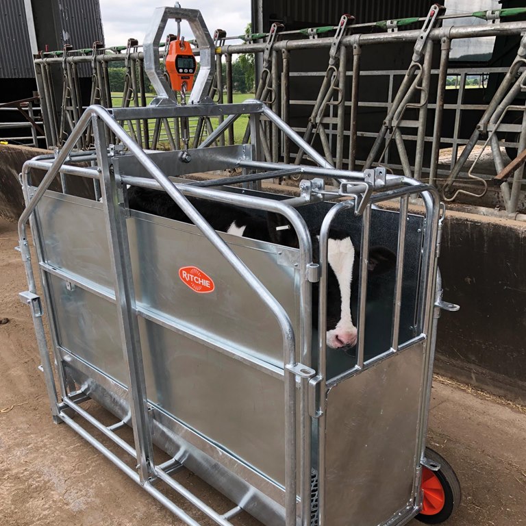Ritchie 345G Calf Weighing Crate