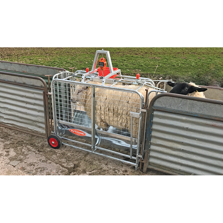 Ritchie 3662G Digital Lamb Weigher