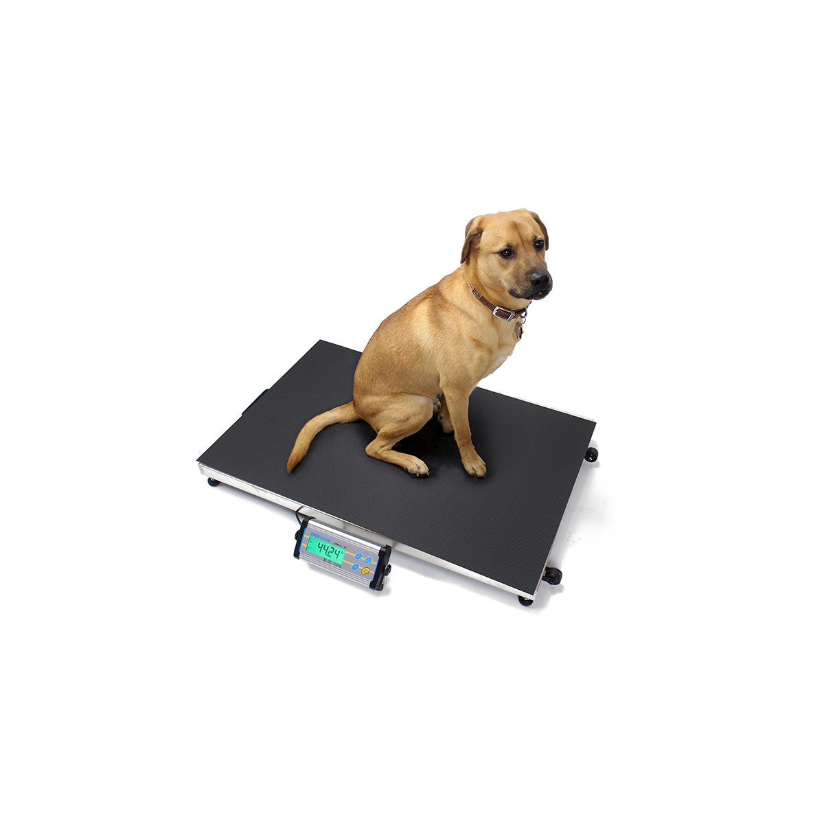 Adam CPWplus 200L Vet Scale | Veterinary Dog Weighing Scales