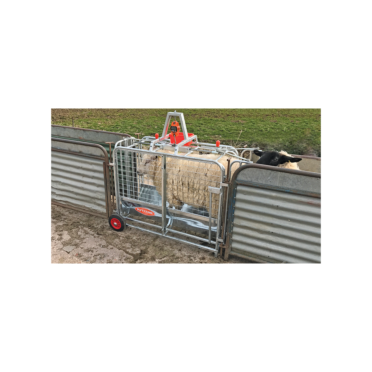 Ritchie 3662G Digital Lamb Weigher Oakleyweigh