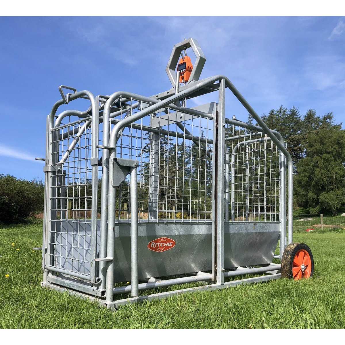 Ritchie 3663G Pig and Lamb Scale Oakleyweigh